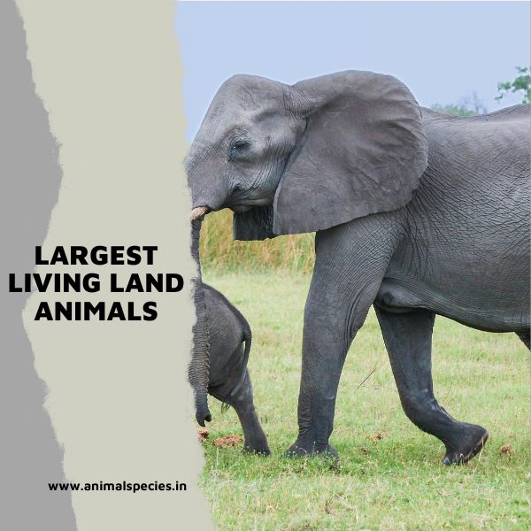 Largest Living Land Animals