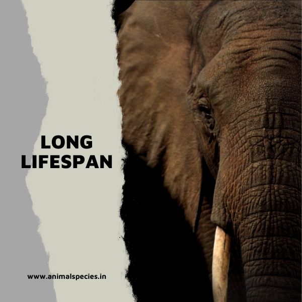 Long Lifespan