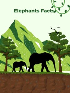 What are 10 facts about Elephants?