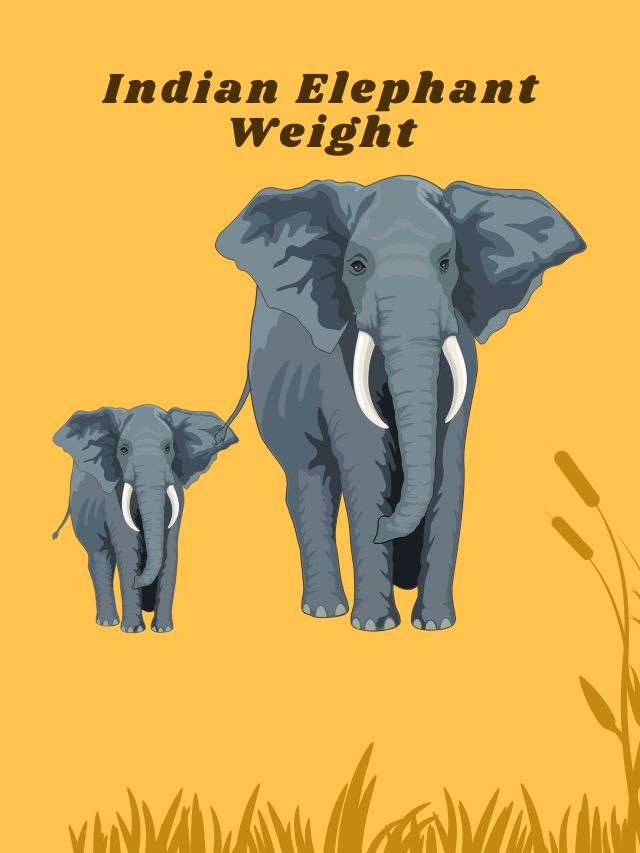 What is the Weight of an Indian elephant?