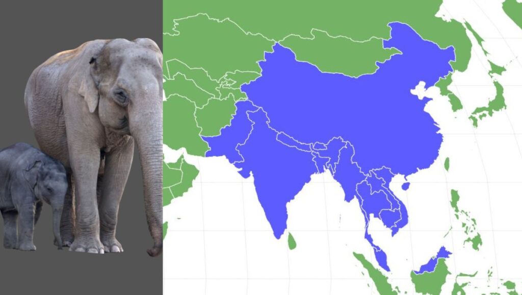 Where do Indian Elephants Live