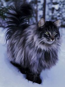 World’s Most Beautiful Cat Breeds?