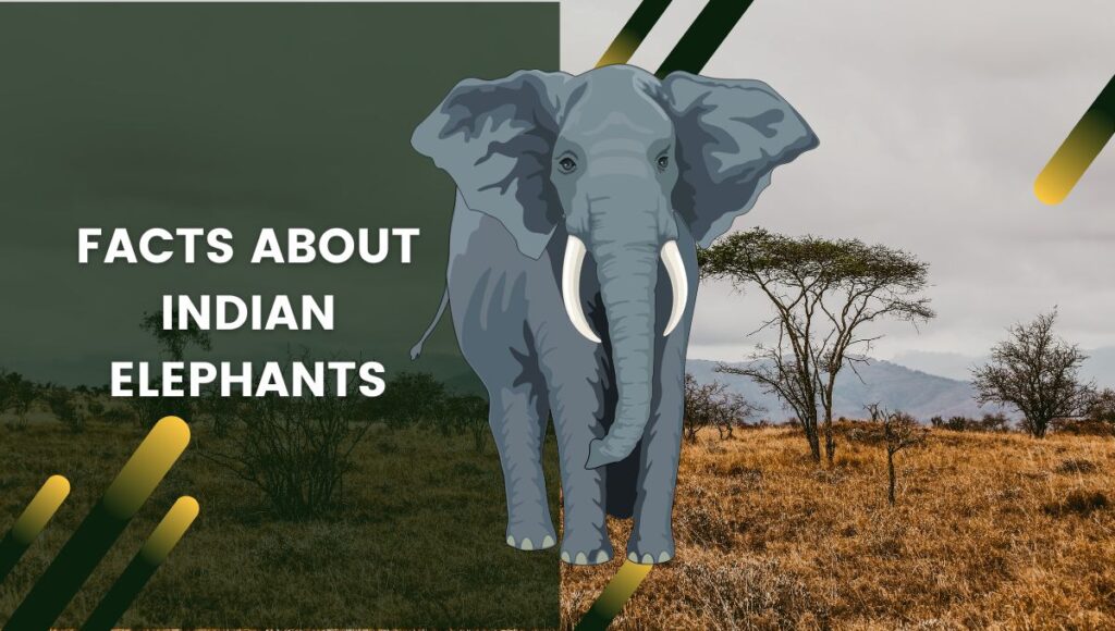 facts about Indian elephants