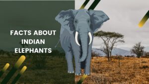 Top 18 Facts about Indian Elephants