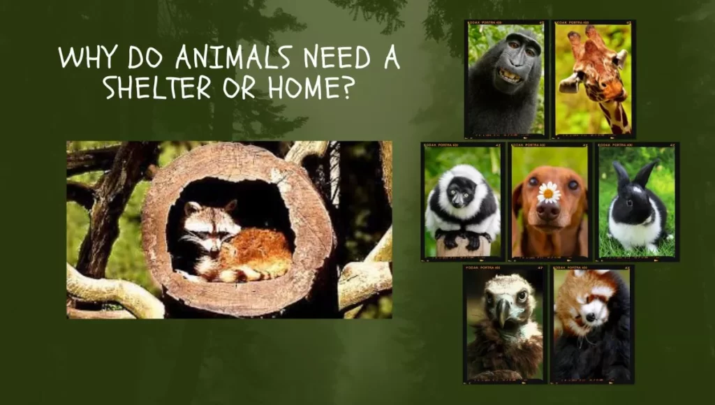 why-do-animals-need-a-home-or-shelter