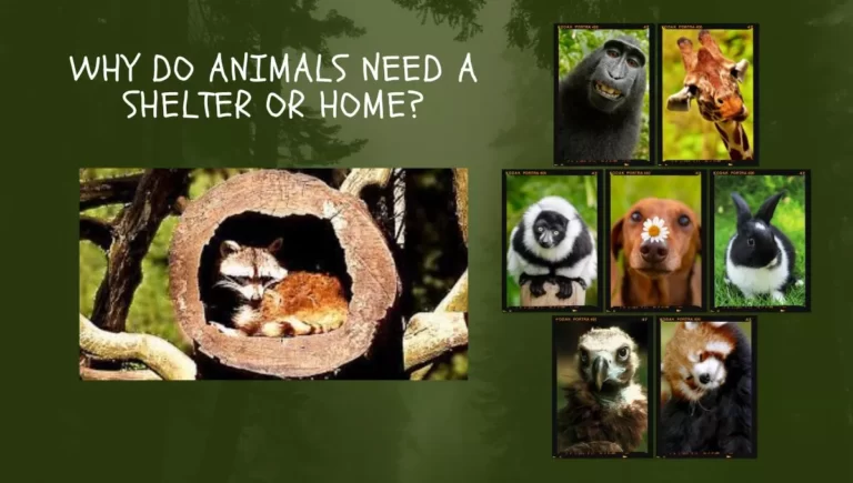 Why do Animals Need a Home or Shelter?