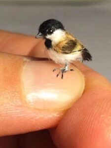 10 Smallest Birds in the World