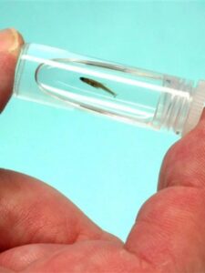 Top 10 Smallest Fish