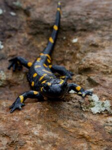 8 Types of Salamanders in Oklahoma