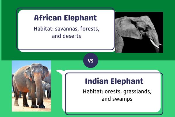 African Elephant vs Indian elephant habitat
