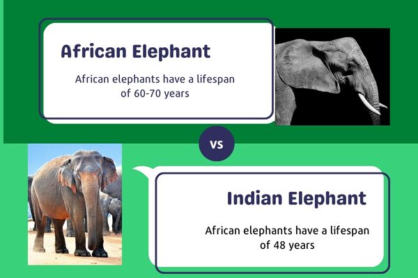 African Elephant vs Indian elephant lifespan