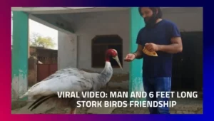 Viral Video: Arif and the 6 feet stork bird beautiful relationship, the video is in front of you