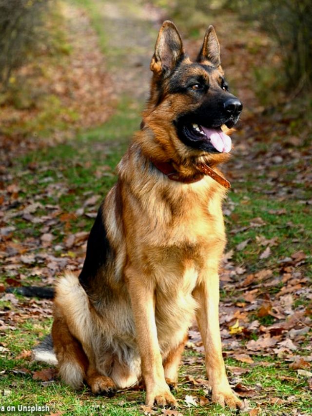 German Shepherd: Size, Lifespan, Key Features