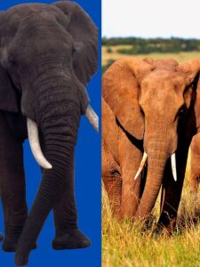 Indian Elephant vs African Elephant