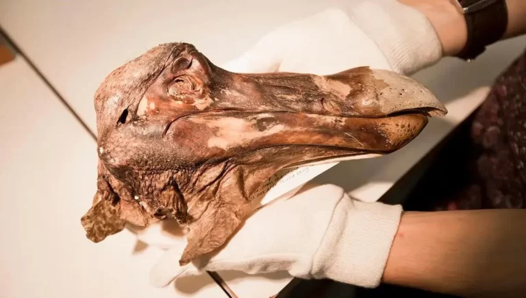 The Dodo bird is returning to the world through research, How is this possible?