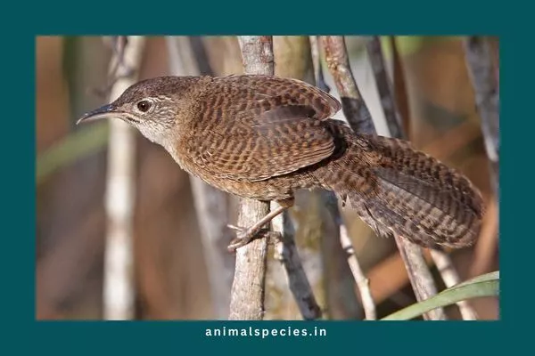 Zapata Wren