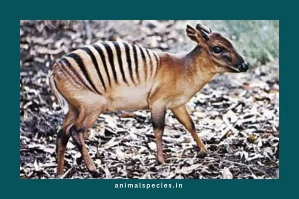 Zebra Duiker