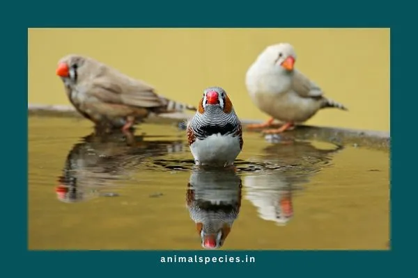 Zebra Finch