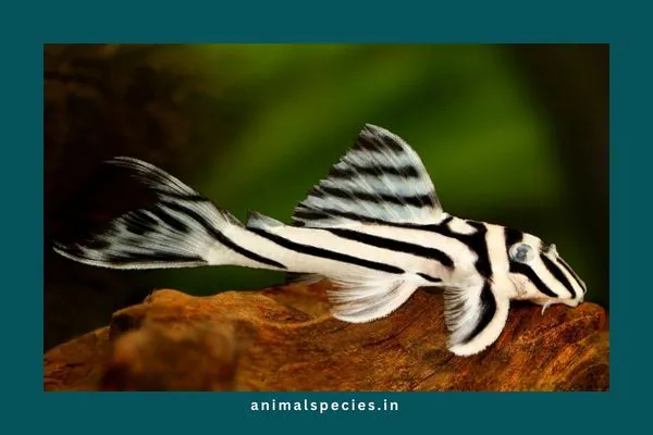 Zebra Pleco