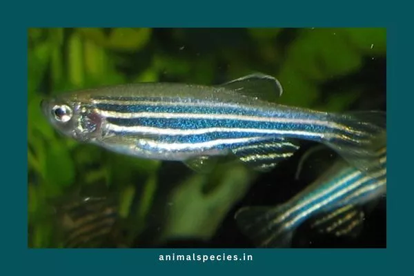 Zebrafish