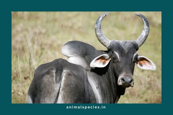 Zebu