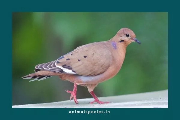 Zenaida Dove