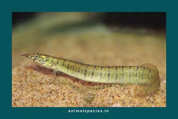 Zigzag Eel