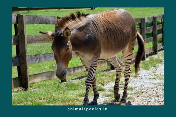 Zonkey