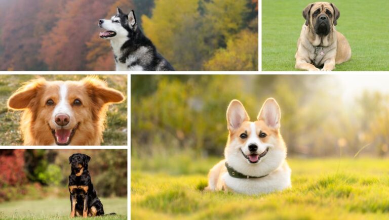 Top 10 best guard dog breeds in india