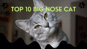 Top 10 Big Nose Cat Breeds in the World