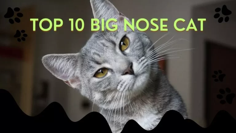 Top 10 Big Nose Cat Breeds in the World