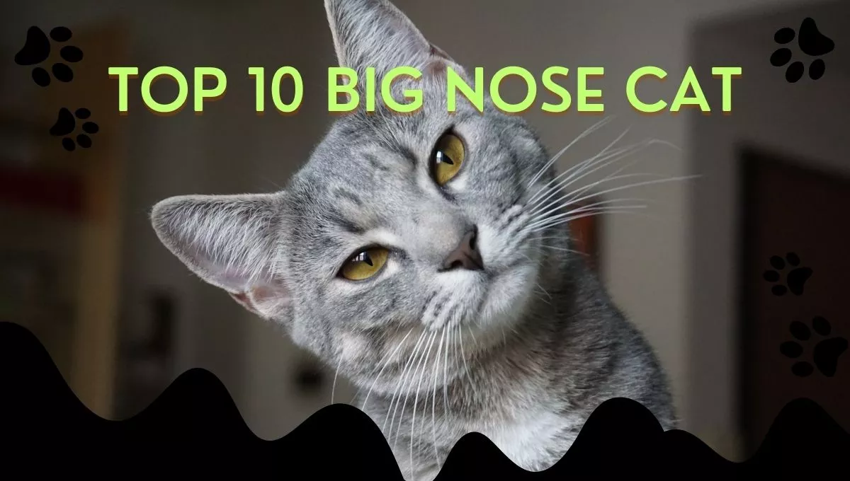 big nose cat