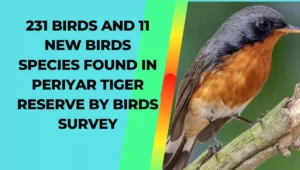 231 birds and 11 new birds species found in Periyar Tiger Reserve by Birds Survey