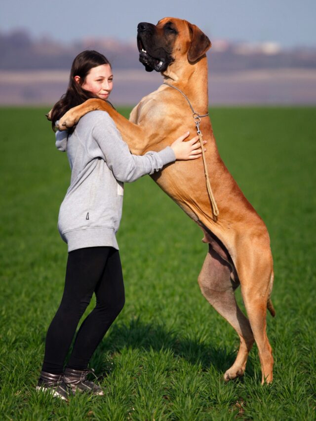 10 large dog breeds