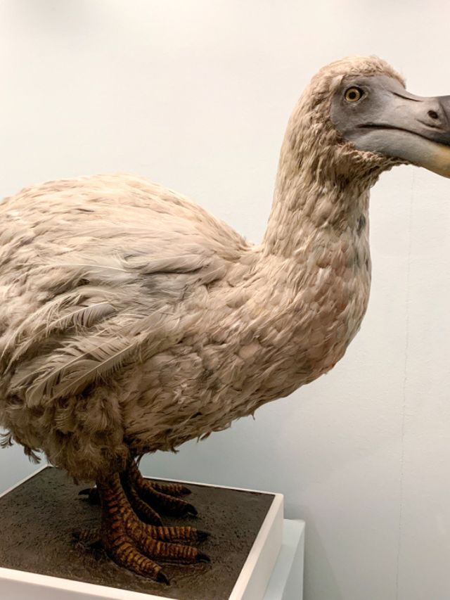 Dodo is returning to the world