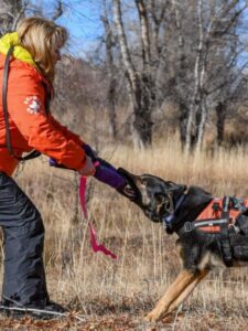 10 best dog breeds for search and rescue