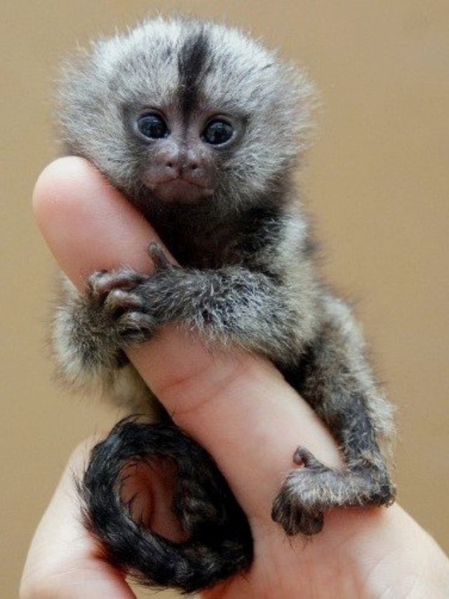 Finger Monkey Amazing Facts