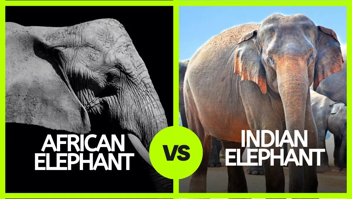 indian elephant vs african elephant
