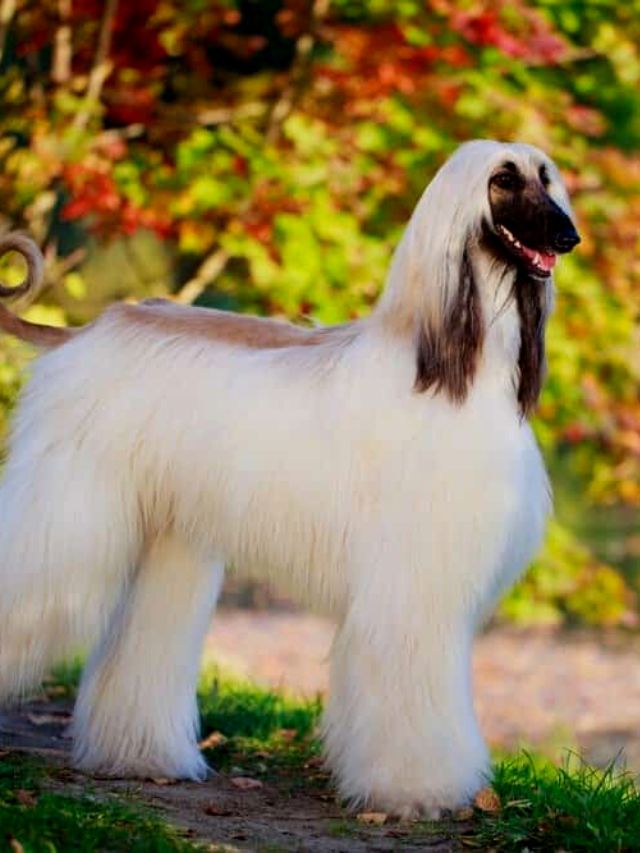 Top 10 Expensive Dog Breeds