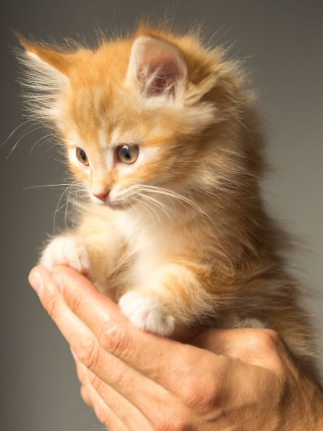 10 Smallest Cat Breeds