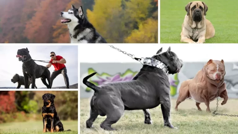 Top 20 Strongest Dog Breeds in India