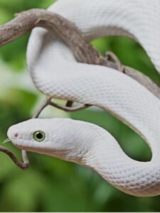 8 White Snake in the World