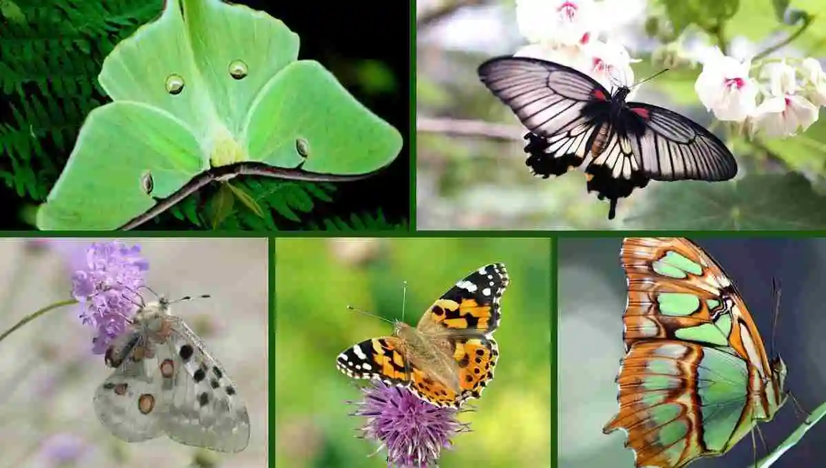 10 Most beautiful butterfly on earth
