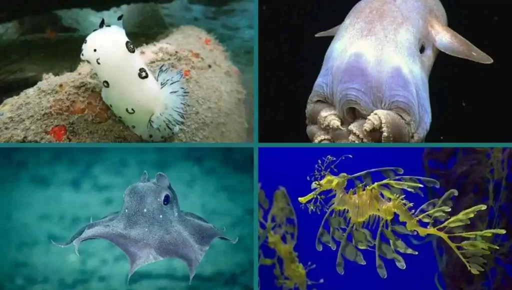 10 Sea Creatures You Won't Believe Actually Exist