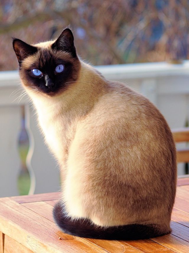 10 Strongest Cat Breeds in India