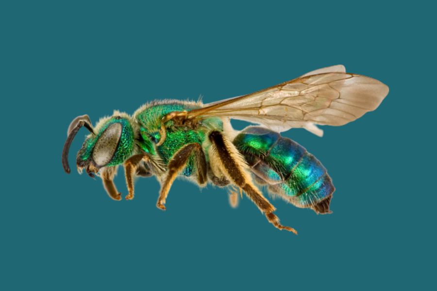 Agapostemon