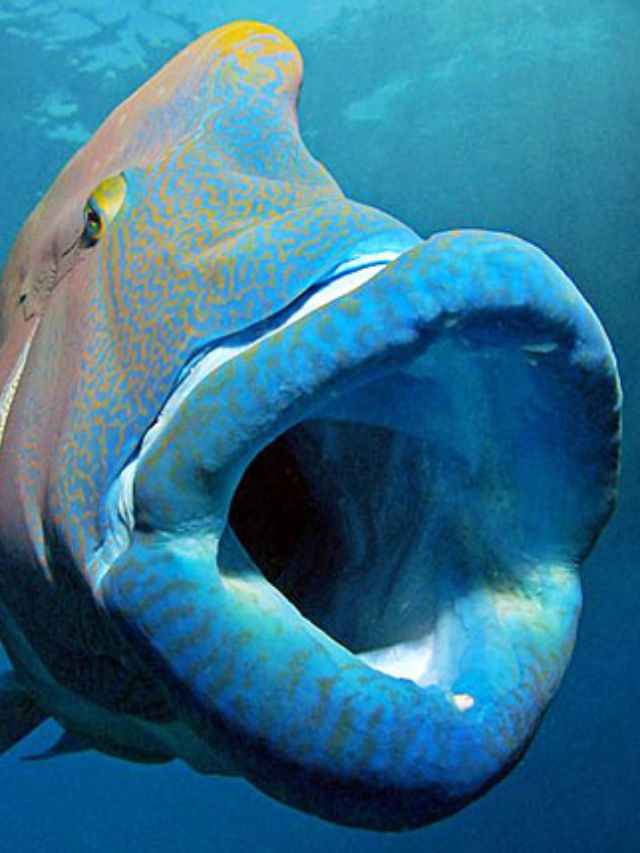 Top 8 Animals with Big LIPS