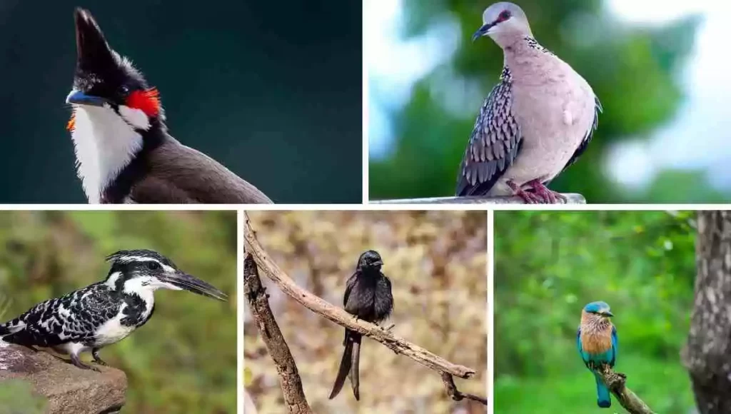 Birds of Bengal