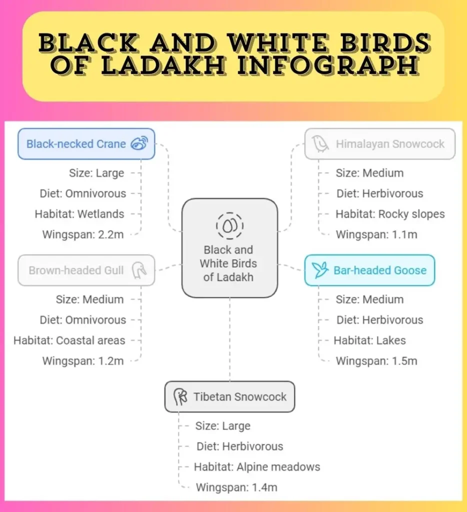 Black and White birds of ladakh infograph