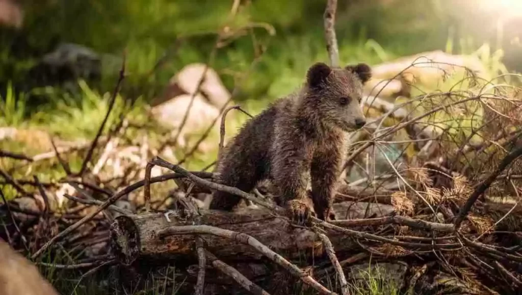 Chinese family didn't realized they raised a bear